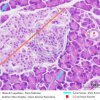 Secreção Endócrina - Ilhotas de Langerhans - Pâncreas 40x (6)
